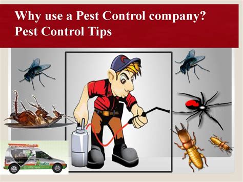 The Truth About DIY Pest Control: What Works and What Doesn't